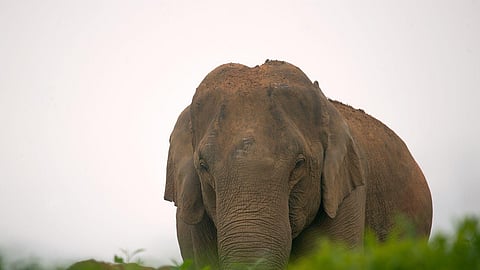 Elephant image used for representational purposes only.