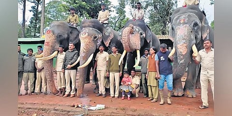 Jumbos at the Matigodu camp. (Photo | Express)