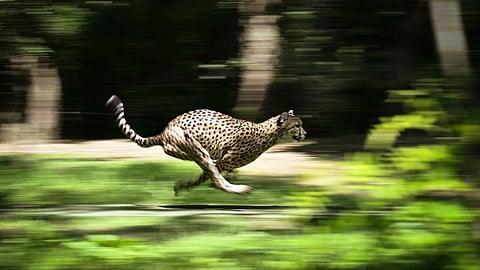 Cheetahs from Namibia to India. (Photo | AFP)