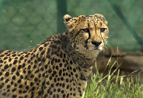 Cheetah( Photo | PTI)