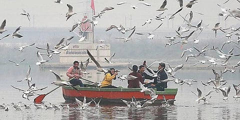 People feed migratory birds, take selfies at Yamuna river amid heavy smog in New Delhi. (File Photo | ShekharYadav, EPS)