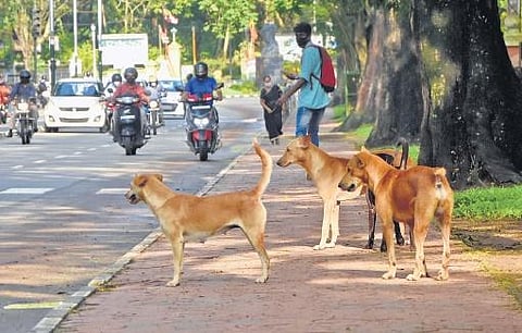 Representational Image. (Photo| B P Deepu)