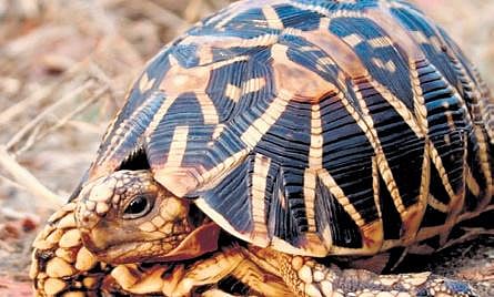 Indian turtles