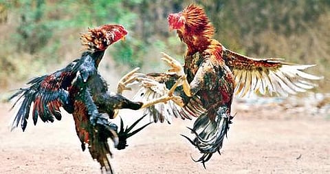 Rooster fight