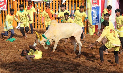 Bull tamers try to tame a bull during Jallikattu at Palamedu near Madurai. (Photo | K K Sundar, EPS)