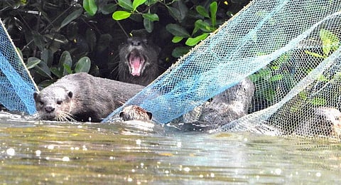 Otters are a fisherman’s nightmare in Kadalundi. (Photo | Chetan Asher)
