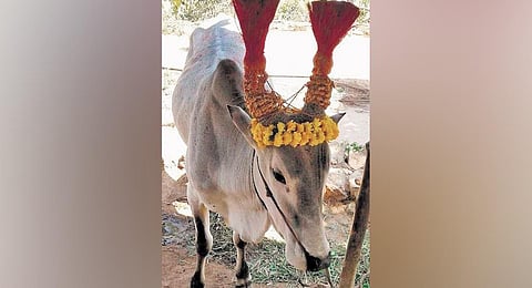 Bulls decorated by owners to take part in manjuvirattu festival held in Vattavada, Idukki, on Monday