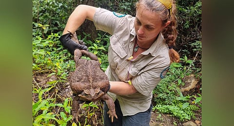 A park ranger holds a cane toad weighing 2.7 kilograms discovered in Conway National Park in Australia's state of Queensland. (Photo | AFP)