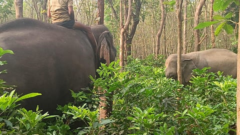 The PT7 wild elephant being surrounded by three kunki elephants. (Photo | Special Arrangement)