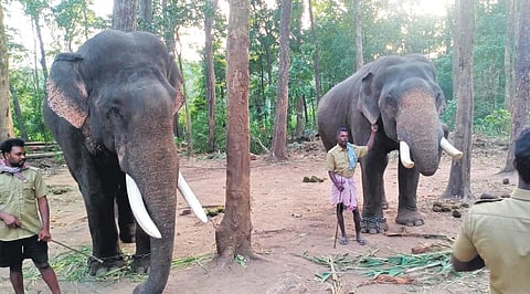 Kumki elephants Bharath and Vikram