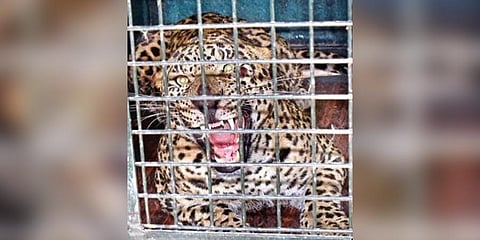  The leopard, which has allegedly killed people in T Narasipura taluk, sits in a cage on Thursday | Udayashankar S 