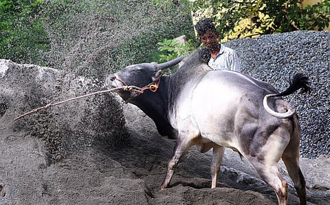 A bull owner training his bull in Madurai. (Photo | K K Sundar, EPS)