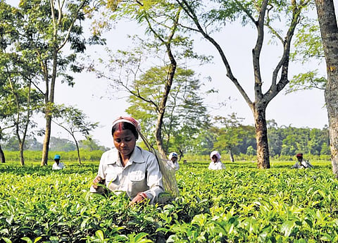 Women workers at a tea estate