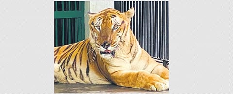 George while he was in Thiruvananthapuram Zoo | File pic