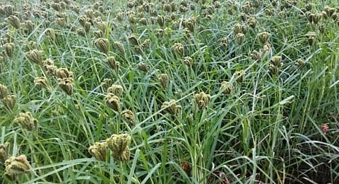 Odisha University of Agriculture and Technology develops nutri-rich millet ‘ShreeRatna’