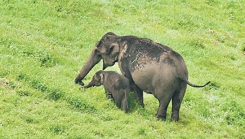 Elephant