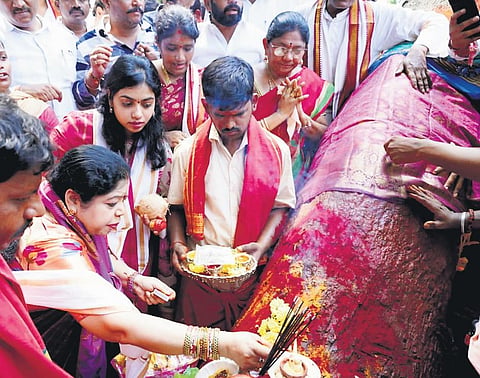 The tamarind tree identified by Bantupalli Venkata Rao, the chief priest of Sri Pydithalli Ammavari temple, for Sirimanu Utsavam, was cut down | Express