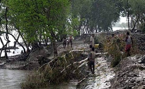 Sundarbans (Representational image | PTI)