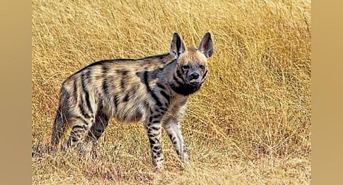 striped hyena. (File Photo)