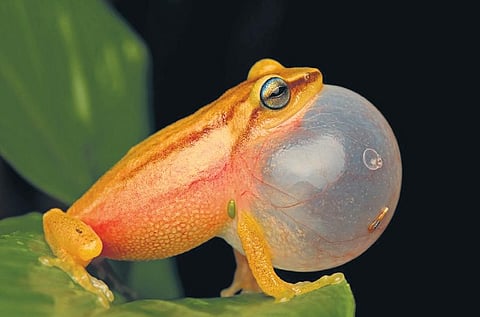 43.5% of amphibians in Kerala at risk of extinction