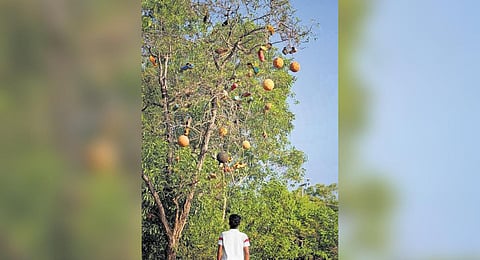 Football boots and balls tied to the acacia mangium on Munroe Island. (Photo | Express)