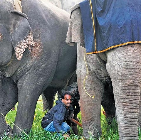 Rather than a veterinarian, Dr N Kalaivanan is a specialist in capturing and/or tranquilising wild animals, especially elephants | kk sundar