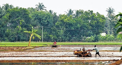 Farmers begin samba cultivation after rain in delta district | M K Ashok Kumar