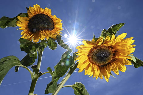 Image used for representational purpose.