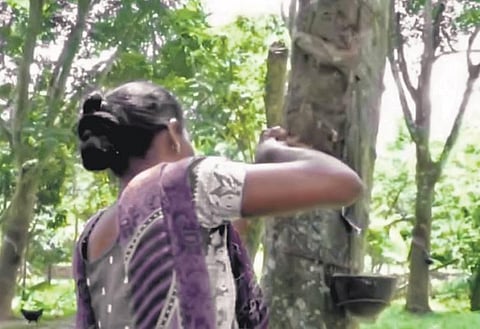 A cultivator tapping latex from a rubber tree. (Photo | Express)