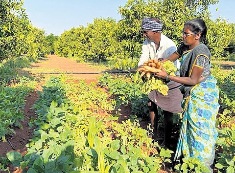 Narayanappa, a marginal farmer of the APCNF programme from the State, was selected for Karmaveer Chakra Award (Bronze) and REX Karmaveer Global Fellowship 2023-24.