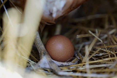 A hen stands next to an egg, Jan 10, 2023, at a farm in Glenview, Ill. (Photo | AP)