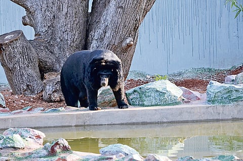 Himalayan black bear | Express