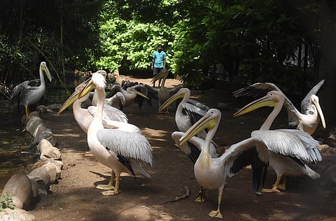 Workers catching birds in the VOC zoo for relocation to Vandalur zoo in Chennai. | S Senbagapandiyan.