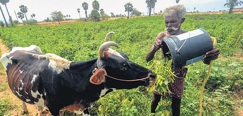 FILE - A farmer feeds his cattle cluster beans on Friday, as the beans are no longer in demand in Thoothukudi. (Photo| V Karthikalagu, EPS)