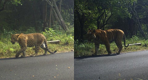 A wild Leopard and a wild Tiger photographed taking a walk on the safari road. (Photo | Express)