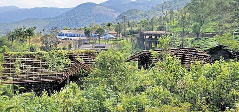 Wild bushes take over the buildings constructed as part of the plantation tourism project at Ponmudy Tea Estate | B P Deepu
