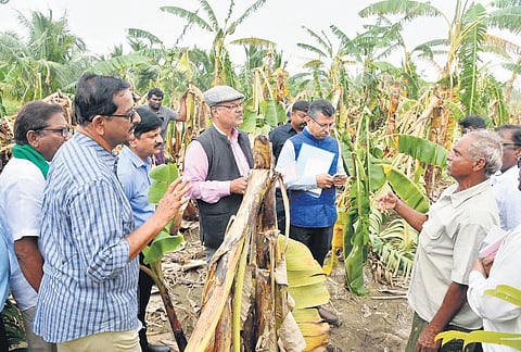 The inter-ministerial Central team inspects a damaged banana plantation in Nellore district on Thursday I Express