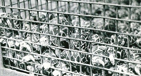 Struggle for conservation of endangered Gangetic turtles