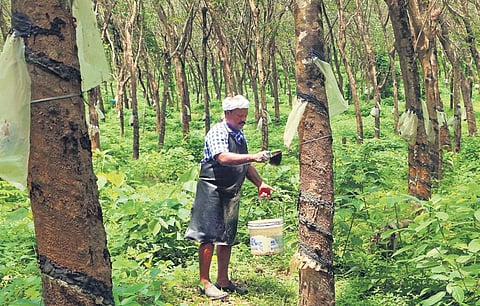 Rubber plantation.