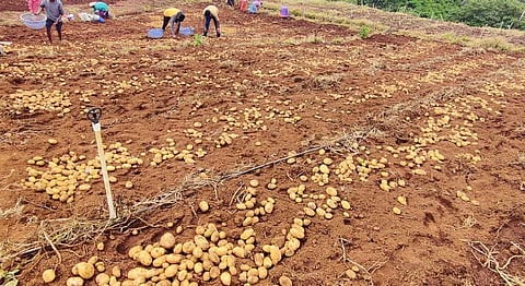Potato crops in Mettupalayam (Express)