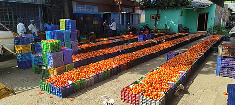 Tomatoes (Express Photo)