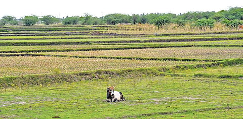 Samba cultivation land. (File photo | MK Ashok Kumar)