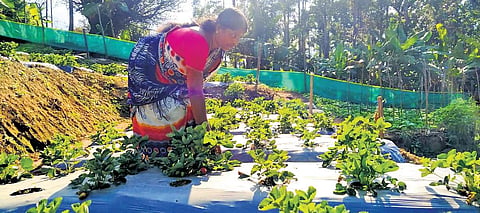 A strawberry farm in Pious Nagar