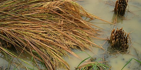 The submerged paddy crop at Nunna near Vijayawada on Tuesday I Prasant Madugula