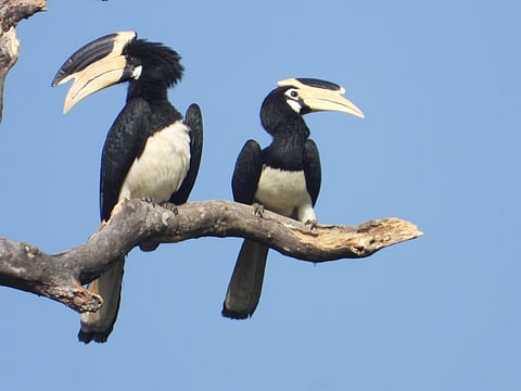 The Malabar-pied Hornbill (Photo | D M Indra)
