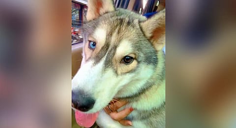 20-year-old turns a detective to bring her stolen Husky back