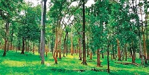 Sayappa of Vikarabad district holds three acres of land, assigned to him by the State government some 30 years ago.