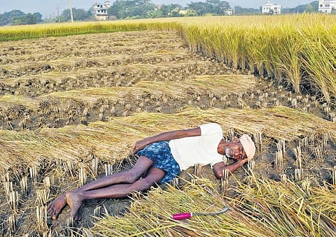 A farmer taking a nap after cutting paddy crop in his field in Kendrapara. (Photo | Express)