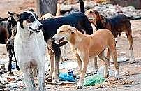 K Manishika Sri, daughter of Kaliraj, a daily wager of Achanputhur town panchayat, was attacked by the dogs while she was playing in the street.