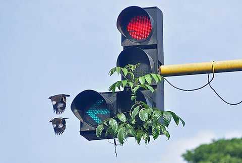 Image used for representational image (Photo | B P Deepu, EPS)